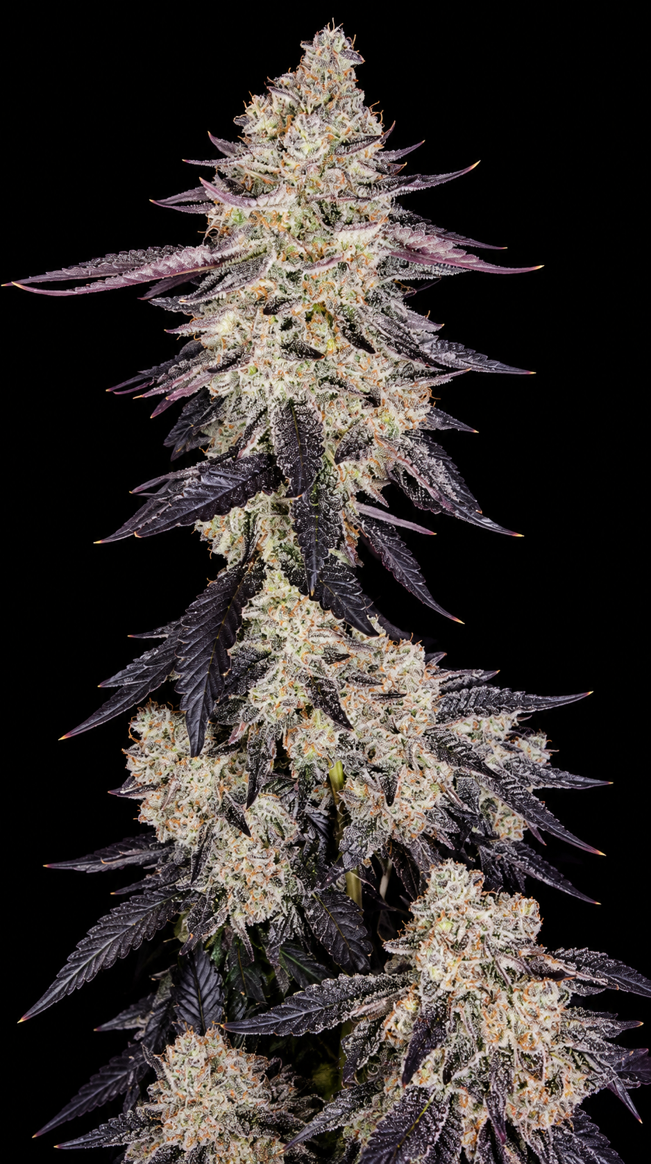 Blueberry Sugar